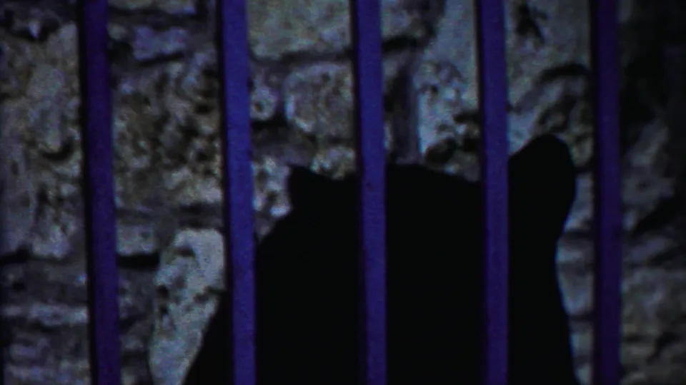 The bear's dark profile is visible behind the bars near the stone wall after the feeding moment.