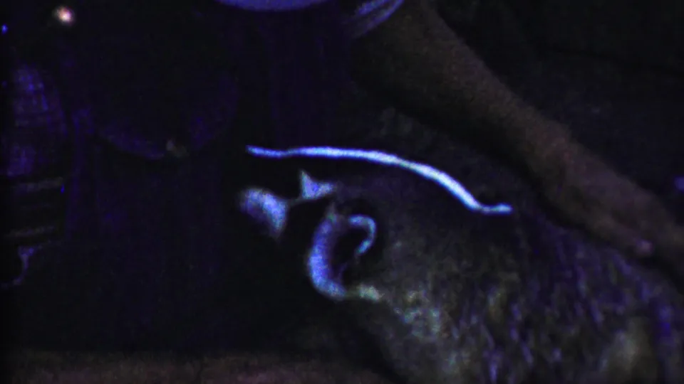 Final 8mm frame shows the bear-like animal low in a dim enclosure, with blue-toned shadows and a pale curved highlight visible.