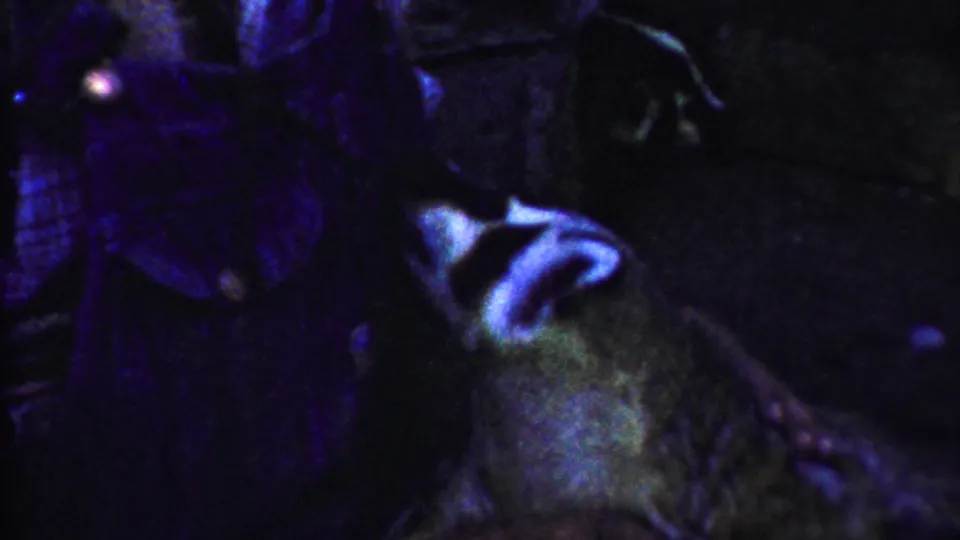 Close home-movie view from 1958 Kansas showing the dog's head tilted upward near a person in dark patterned clothing.