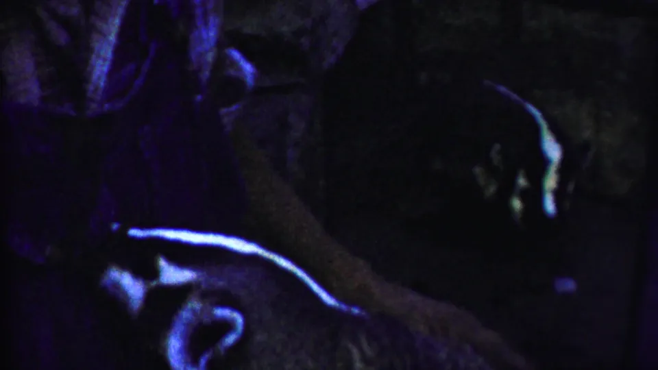 Late clip frame showing the dog partly in shadow as a person's arm crosses the purple-tinted 1958 Kansas home-movie view.