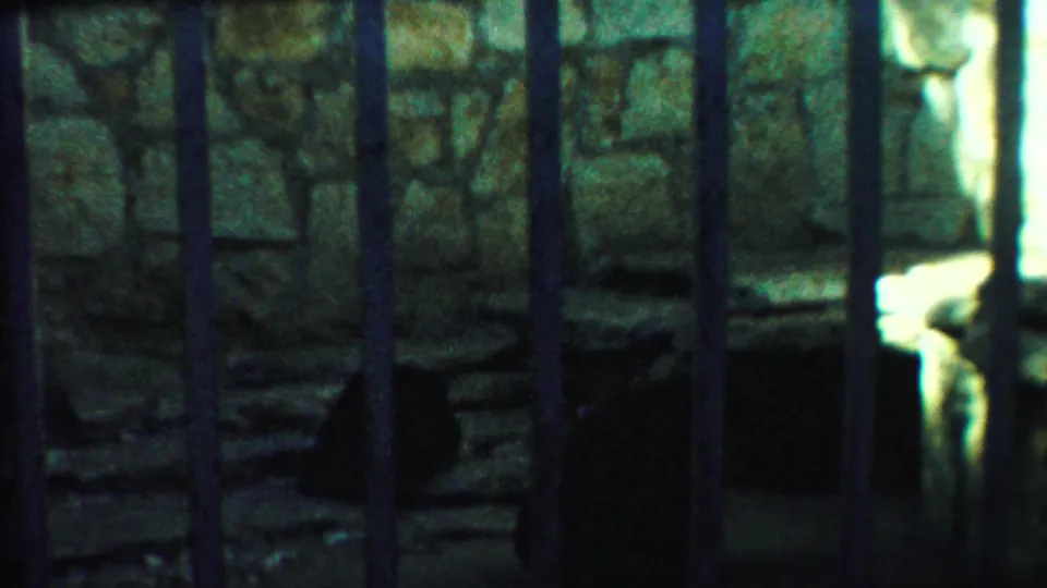 The final frame shows the bear in shadow near the right side of the barred stone enclosure, with strong 8mm grain and dim color.