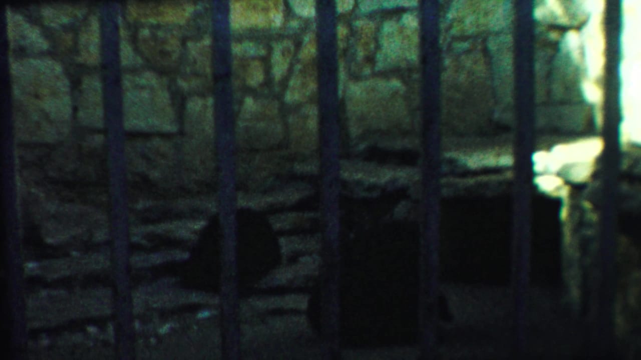 Dim zoo cage with vertical bars, stone wall, and shadowed bear inside.