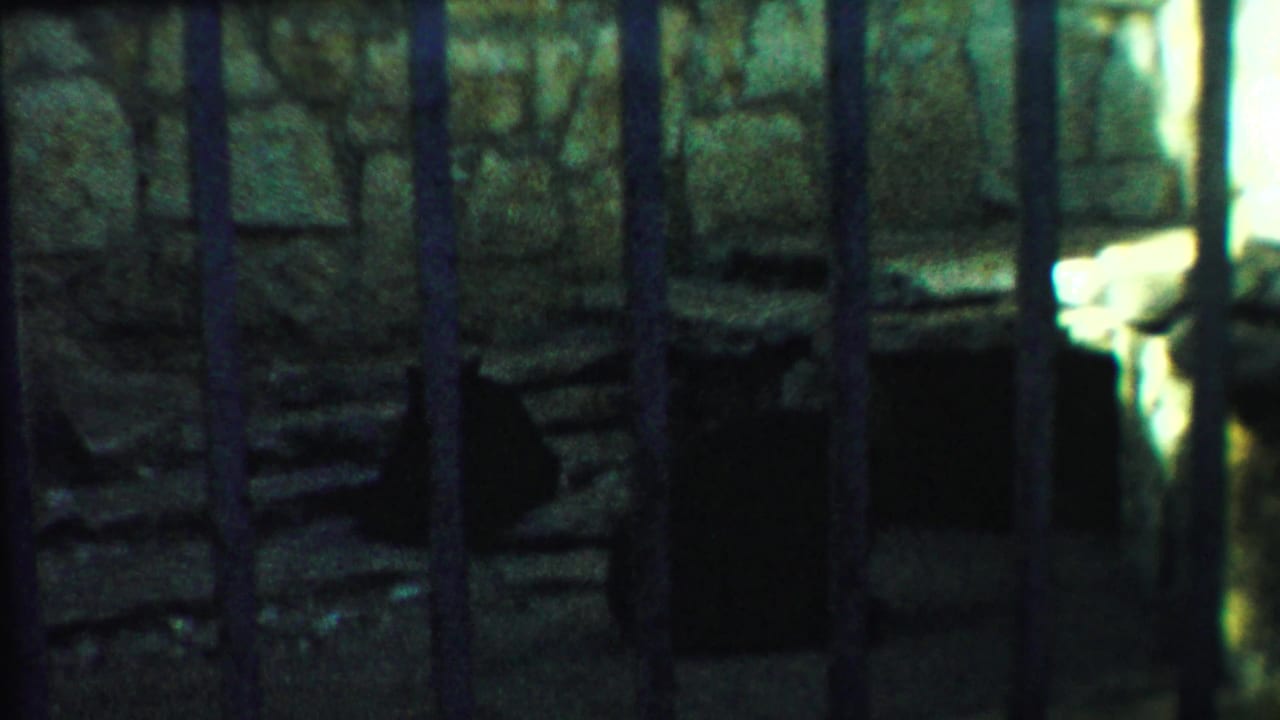 Stone zoo enclosure seen through bars with dark openings and bright edge light.