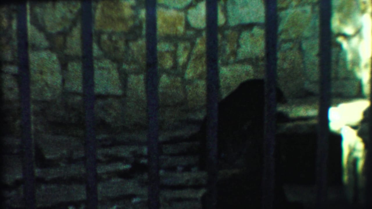 Bear silhouette near a pale rock ledge behind enclosure bars.