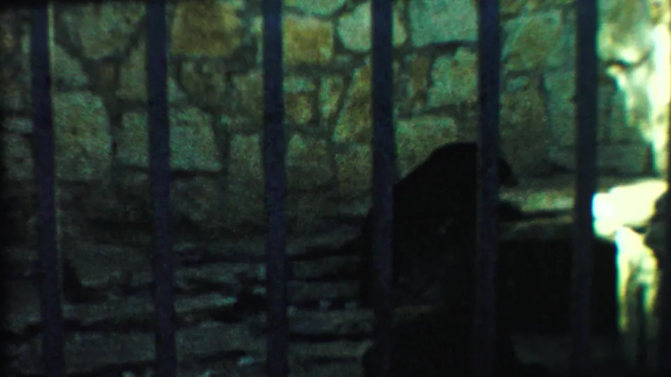 The bear appears in shadow near a pale stone ledge, viewed through vertical bars in the zoo enclosure described by the clip metadata.