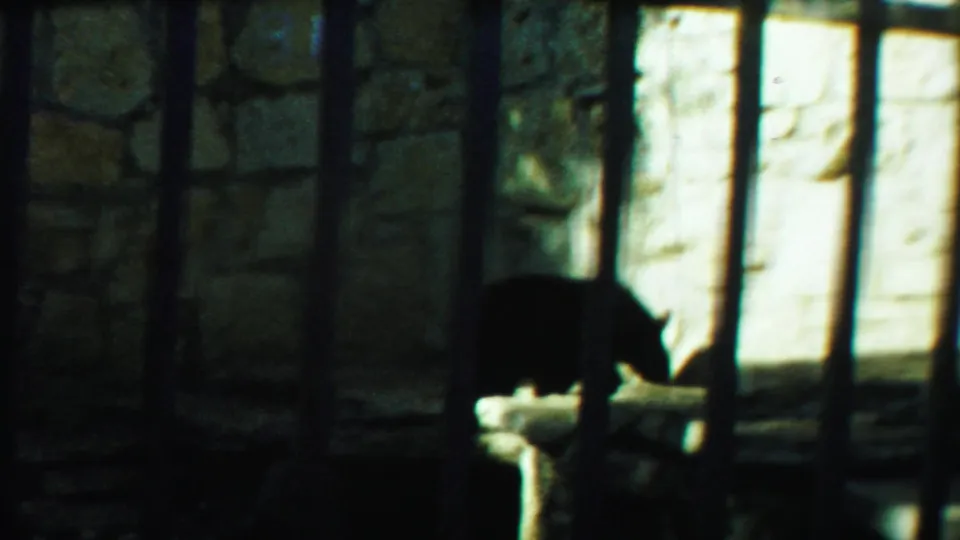 A dark bear lowers its head near a pale stone ledge while vertical bars and rough masonry fill the foreground and background.