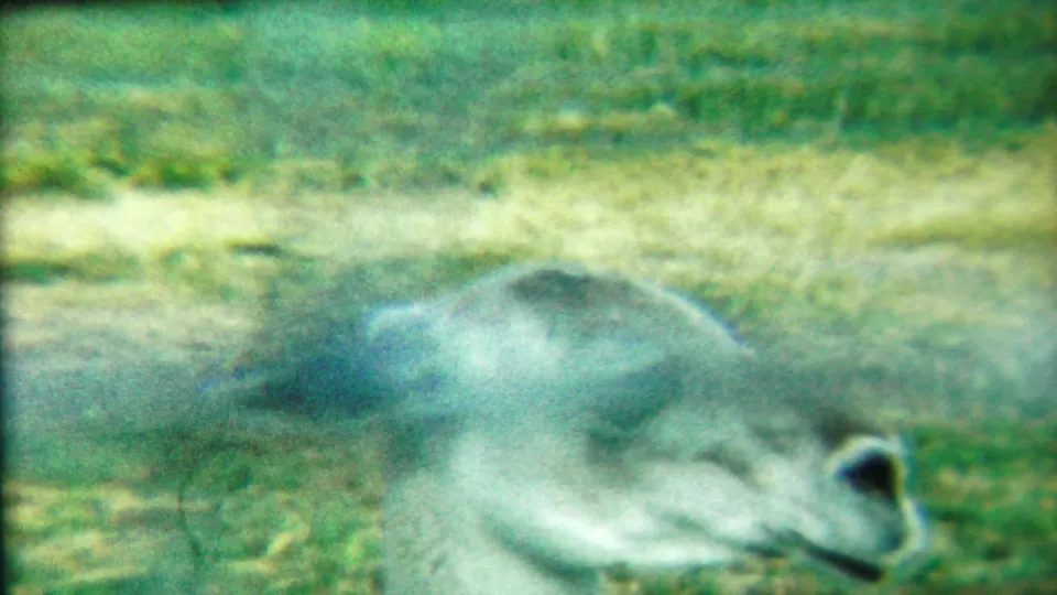 A soft-focus 1958 Kansas home-movie frame shows the bear lying on grass or straw-covered ground in green-tinted light.