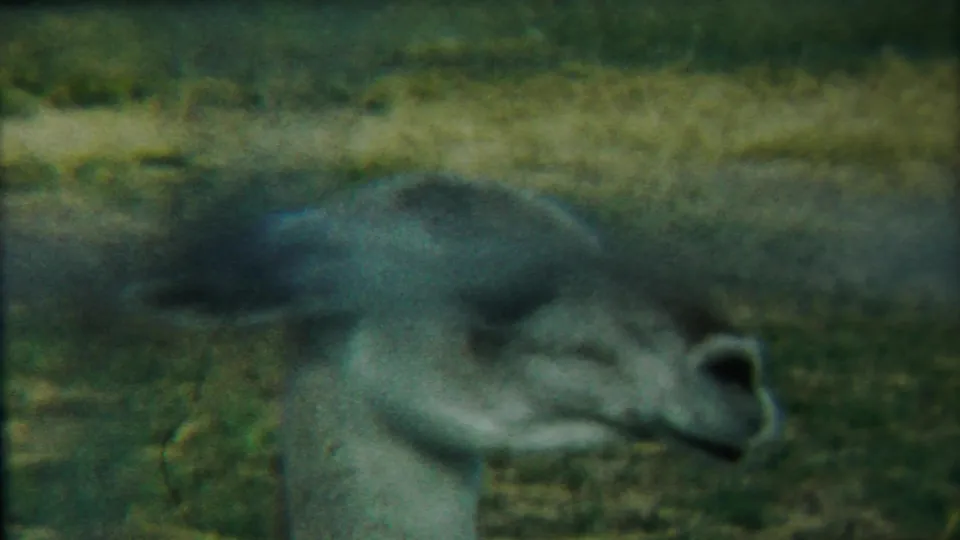 The bear lies low on the ground in a blurry 8mm frame, its head turned right and body softened by grain and motion.