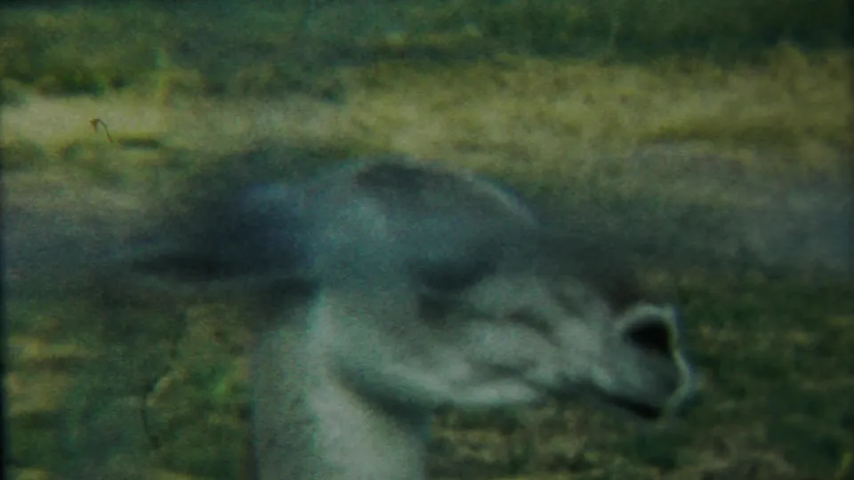 A darker 1958 Cheyenne County, Kansas frame shows the bear still lying down, softened by low exposure, grain, and green color shift.