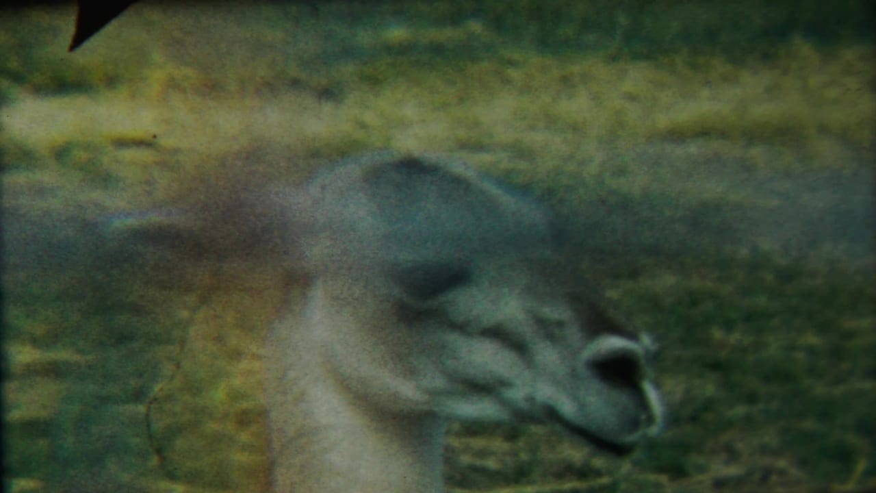 Pale llama or alpaca-like animal in profile against a grassy field.