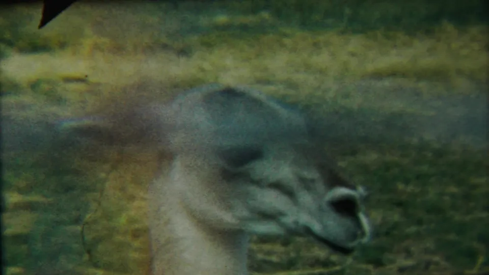 1958 8mm frame from Cheyenne County, Kansas, showing a pale llama or alpaca-like animal in profile with soft grassy background.