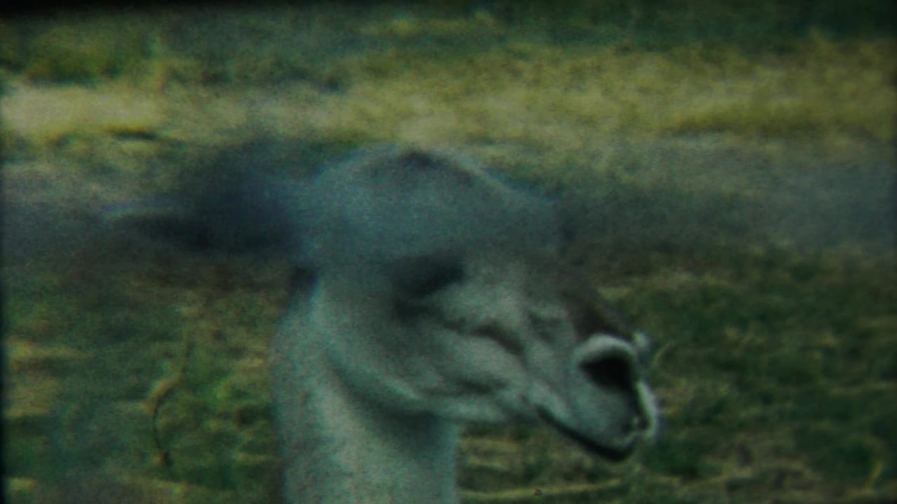 Long-necked pale animal remains in profile in a grassy field.