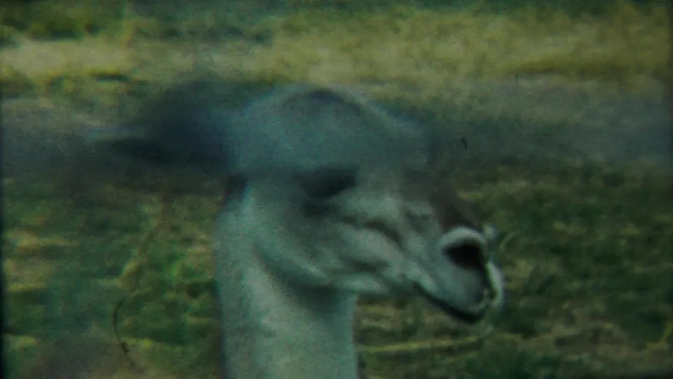 In this 1958 Cheyenne County 8mm frame, the pale animal remains close to camera with its head turned in profile against grass.