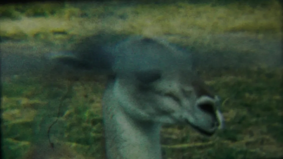 Final 1958 Kansas 8mm frame showing the llama or alpaca-like animal in soft profile, with grain and green-yellow field tones.