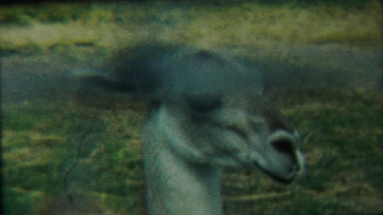 Deer head and neck in soft focus against grass.