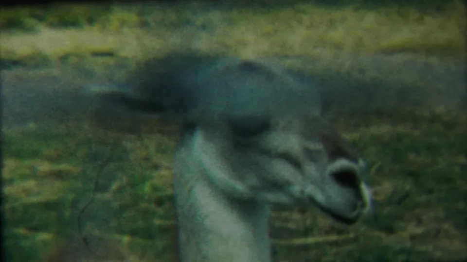 A close 1958 Kansas 8mm frame shows a pale deer head and neck turned slightly in a grassy outdoor setting.