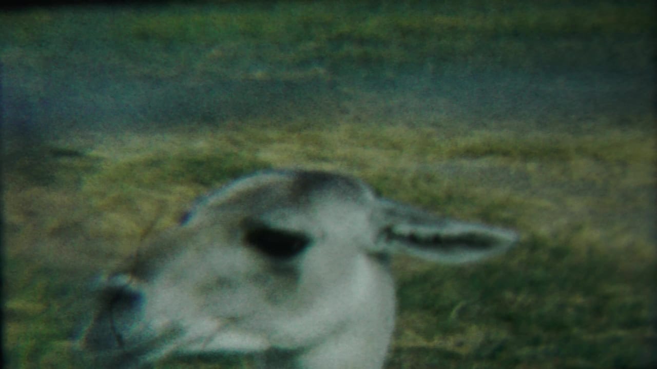 Deer face and ear near a grassy background.