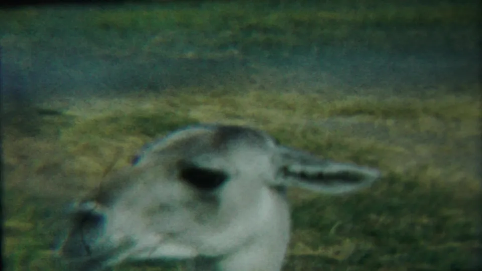 The deer faces partly toward the camera in a soft, grainy 8mm frame from the Cheyenne County Kansas footage.