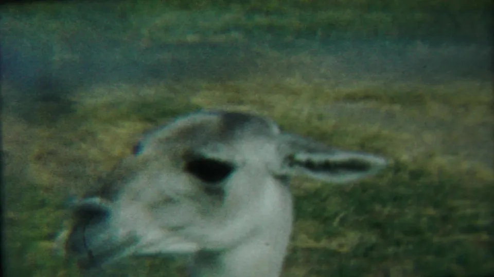 A close home-movie view shows the deer's profile, pale coat, dark eye, and ear against muted green-brown grass.