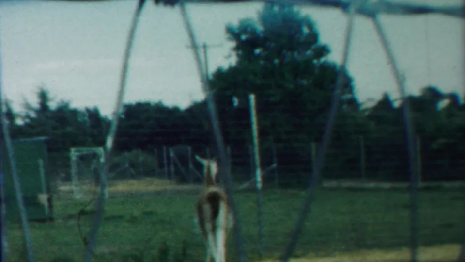 A single deer appears in a grassy zoo enclosure in Cheyenne County, Kansas, filmed through fence supports on 8mm home-movie film.