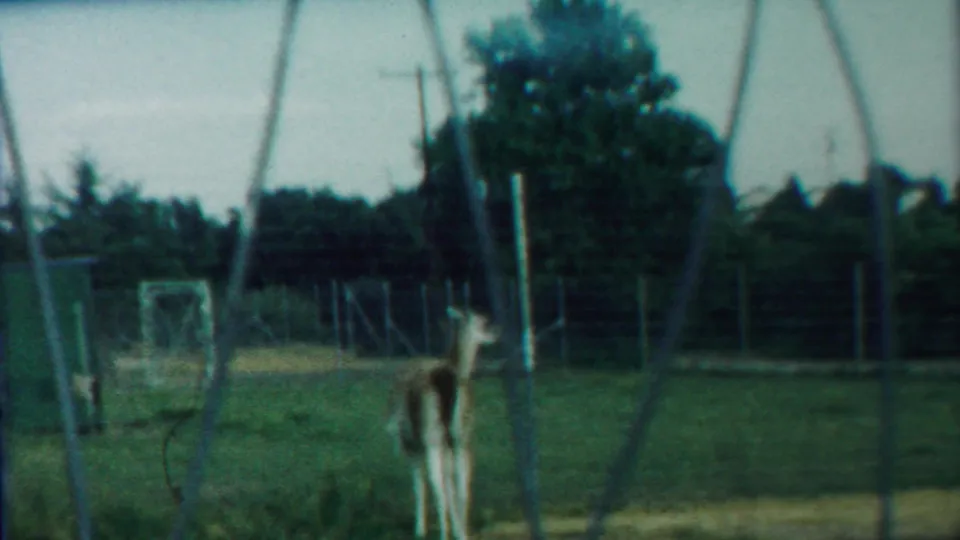 The deer remains near the right side of the grassy fenced pen, with metal supports and a distant goal frame visible in the 1958 Kansas home movie.
