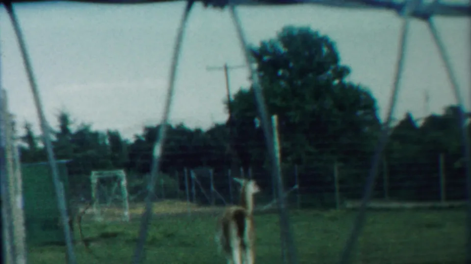 A single deer stands inside the fenced zoo pen, framed by metal fence supports, grass, trees, and a distant goal frame in Cheyenne County, Kansas.