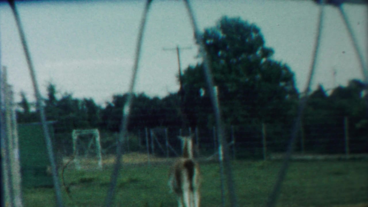 Deer-like animal behind chain-link fencing in a grassy enclosure.