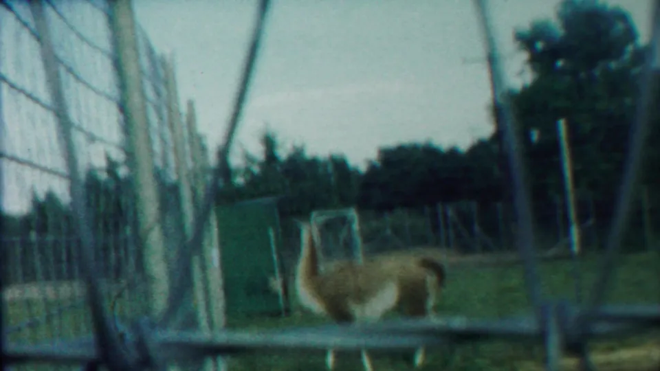 Handheld 8mm frame from Cheyenne County, Kansas, showing a deer-like animal moving near a chain-link fence in 1958.