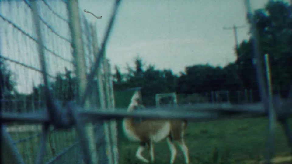 Final 1958 Kansas frame with a deer-like animal walking beside chain-link fencing, trees, and enclosure posts in the background.