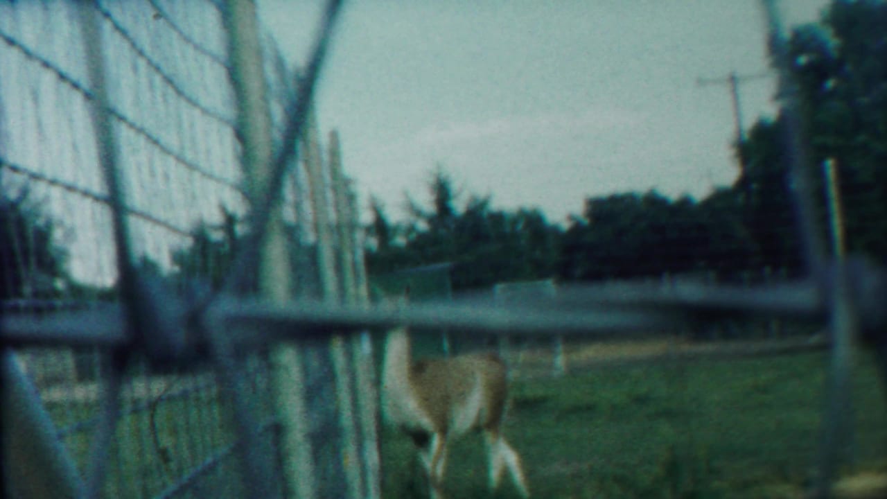 A deer stands behind wire fencing in a grassy outdoor enclosure.