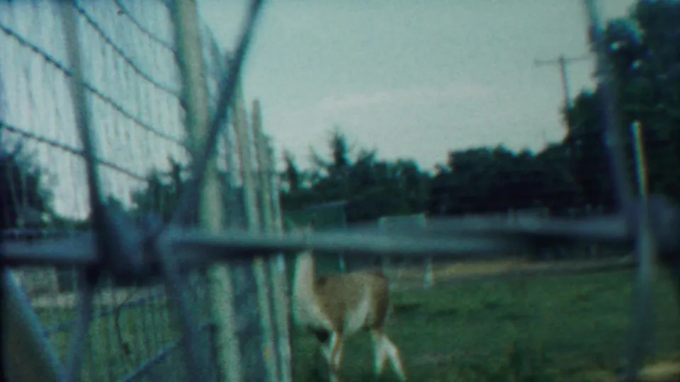 1958 8mm frame from Cheyenne County, Kansas, showing a deer partly obscured by wire fencing in a grassy enclosure.