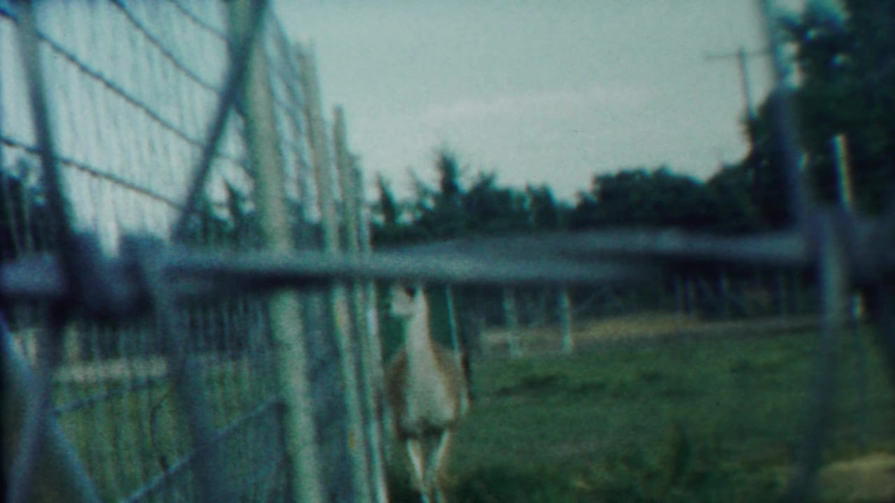 A pale deer stands farther back behind a wire fence in a grassy pen.