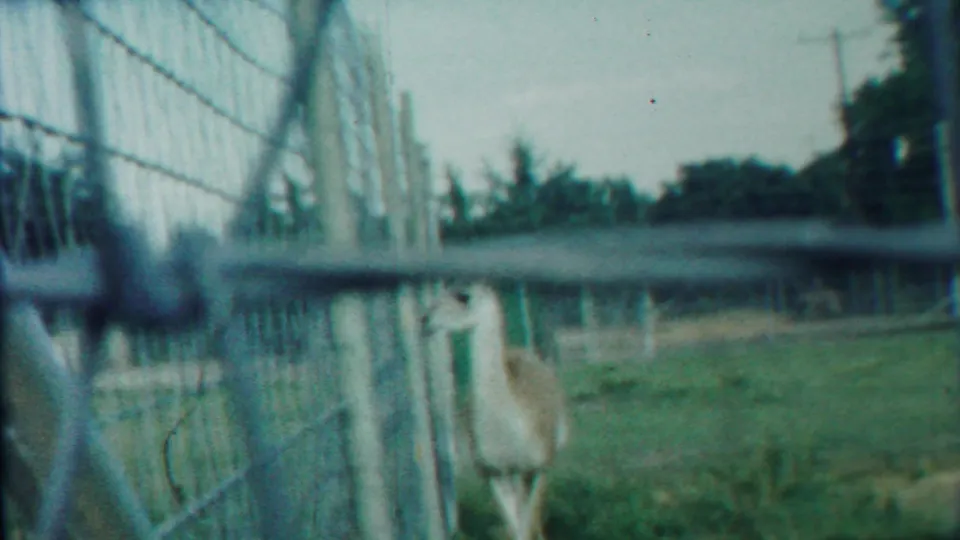 The deer moves near the fence line, partly cropped by the 8mm frame, with enclosure posts and grass visible around it.