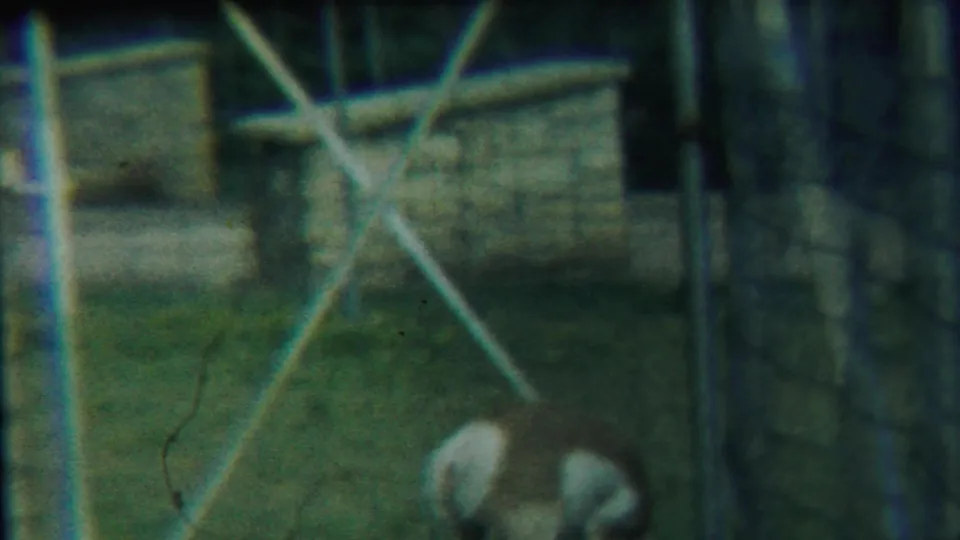 A deer lowers its head near a fenced corner, with a low structure and crossed metal supports visible inside the enclosure.