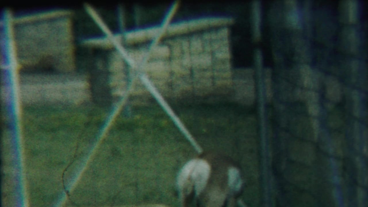 In a 1958 Kansas home-movie frame, a deer is partly obscured by wire fencing while standing in grass near enclosure posts.