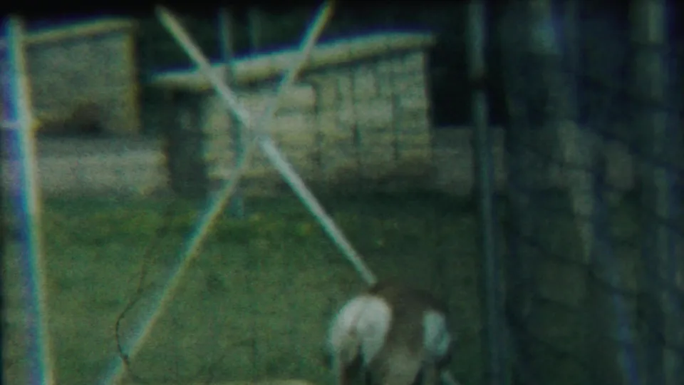 In a 1958 Kansas home-movie frame, a deer is partly obscured by wire fencing while standing in grass near enclosure posts.