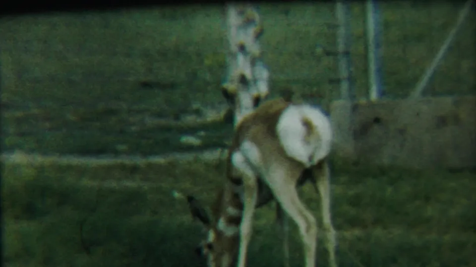 The deer lowers its head to graze in a fenced zoo enclosure, with posts and a low wall visible in the background.