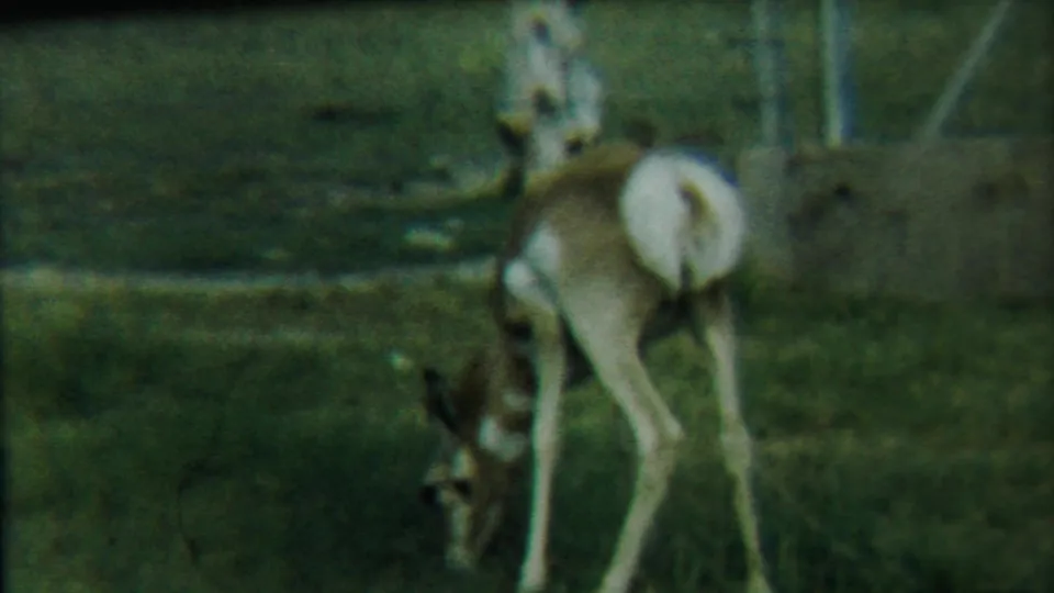 A deer with a pale rump patch grazes in the grass, framed by a low barrier and fence within the zoo enclosure.