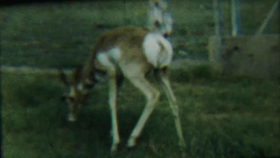 The deer remains head-down in the grassy enclosure, with wire fencing, posts, and a muted wall behind it.