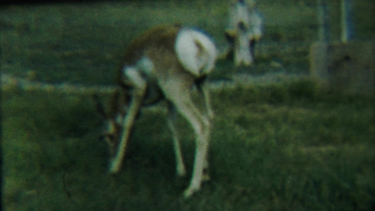 In 1958 Cheyenne County, Kansas footage, a young fawn bends toward the grass beside a wire fence in a green pasture.