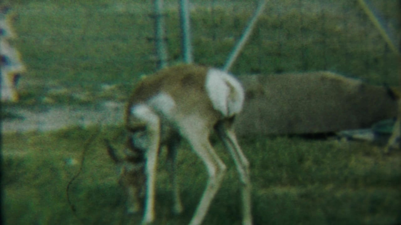 Fawn grazing near a wire fence with a large rock in the pasture.