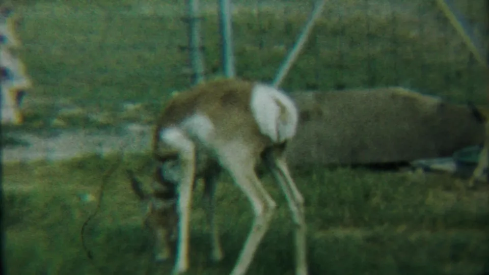 A fawn grazes in a Cheyenne County pasture, its white tail and thin legs visible near fencing and a large rock.