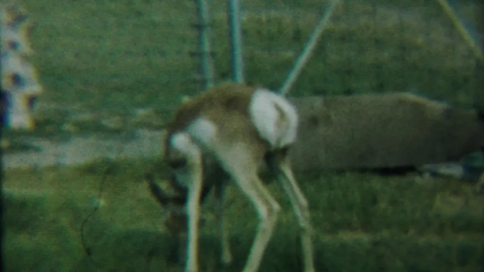 The 8mm frame shows the fawn bent low in the Kansas pasture, with its hindquarters, white tail, fence posts, and grass visible.