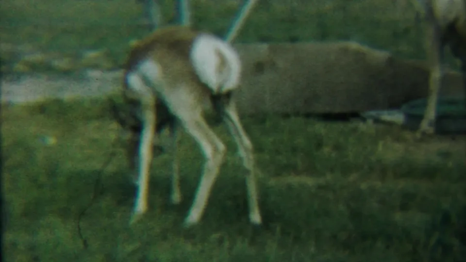 A young fawn stands head-down in the 1958 Kansas pasture, with another animal partly visible near the edge of the frame.