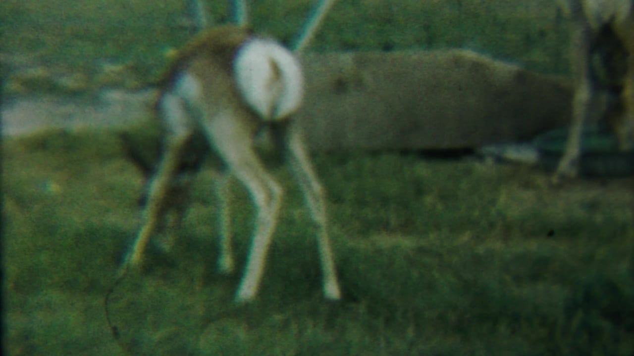 Young deer grazing in a fenced outdoor enclosure in 1958 Kansas home-movie footage.