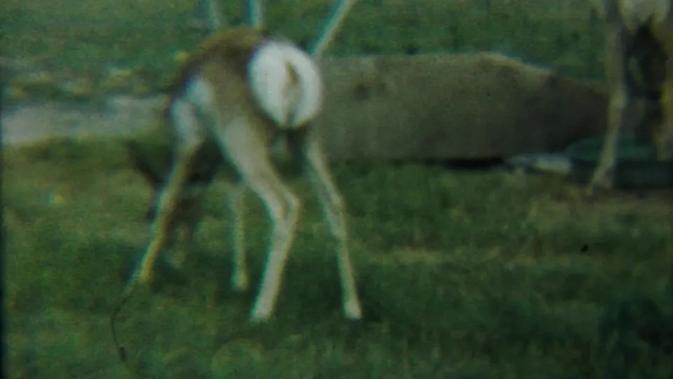 Young deer grazing in a fenced outdoor enclosure in 1958 Kansas home-movie footage.