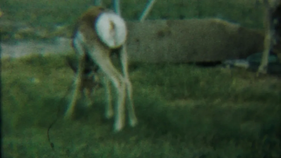 Young deer with a white rump grazes near wire fencing in a 1958 Kansas animal enclosure scene.