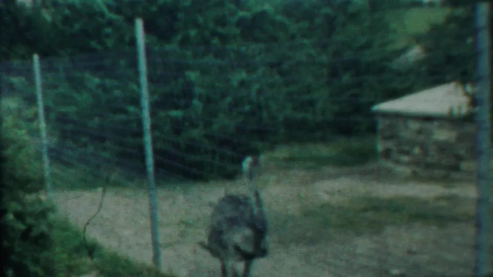 Two ostriches appear inside a fenced enclosure with trees and a small stone structure in 1958 Kansas footage.