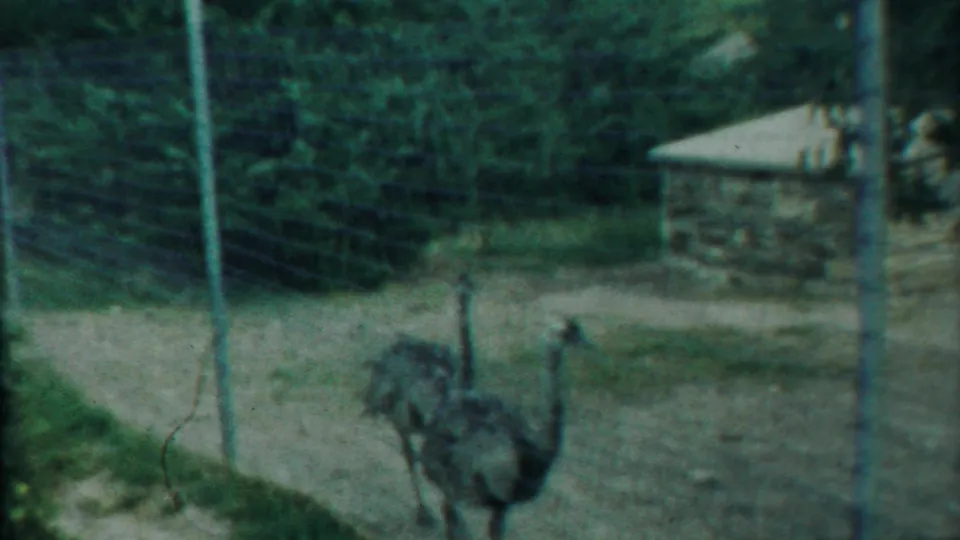 Ostriches walk through a fenced outdoor enclosure beside a small stone structure in 1958 Kansas home-movie footage.