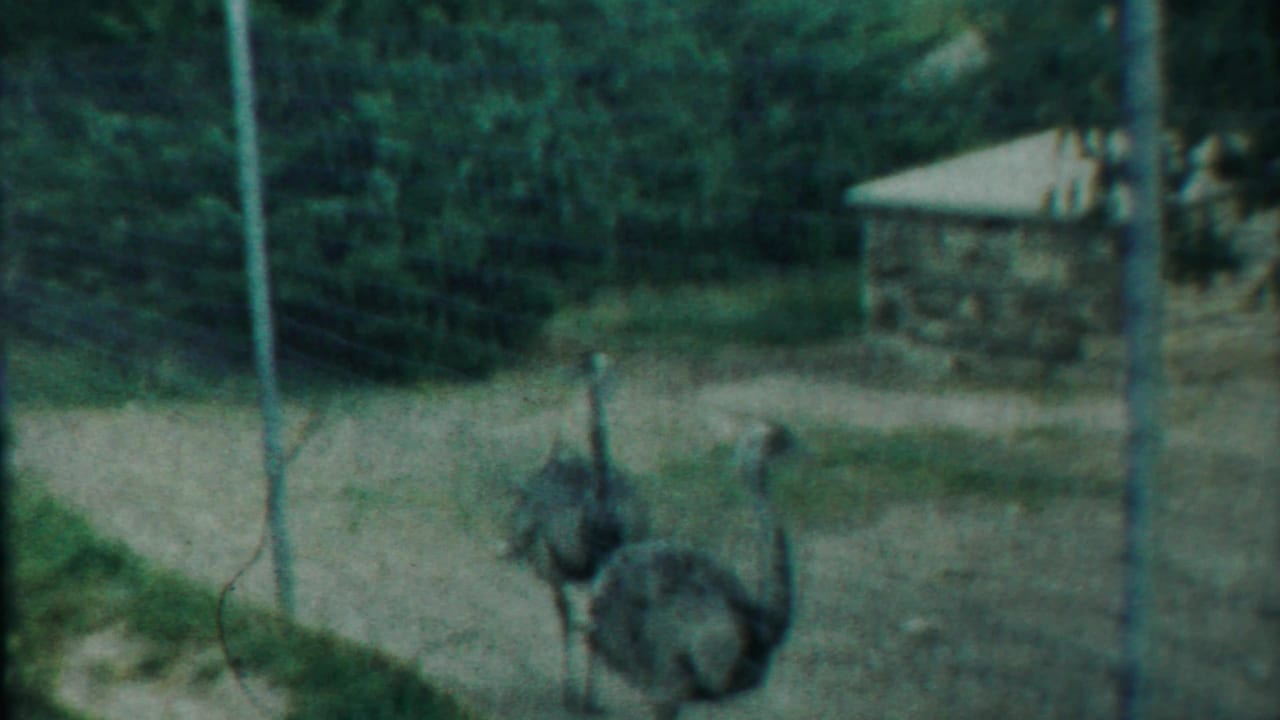 1958 8mm frame from Kansas showing two emus walking inside a wire-fenced outdoor enclosure with stone buildings and trees in the background.